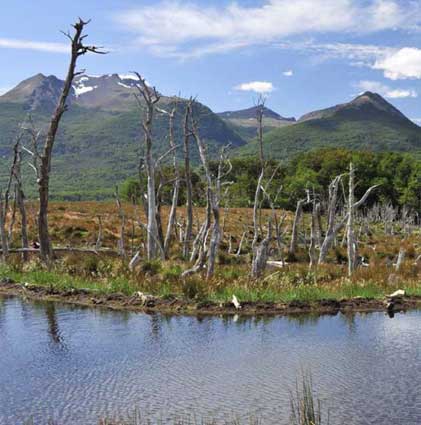 humedal de turberas en el Parque Karukinka, en la Región de Magallanes 
